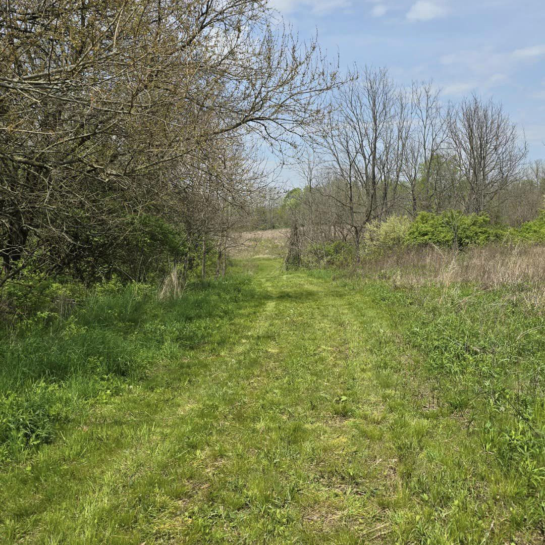 Mowed trail with trees to the left