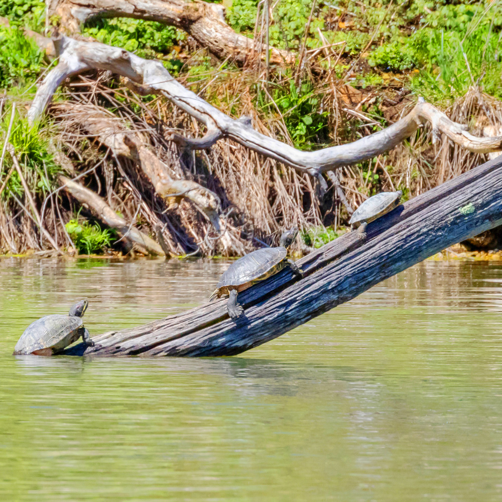 three turtles on a log