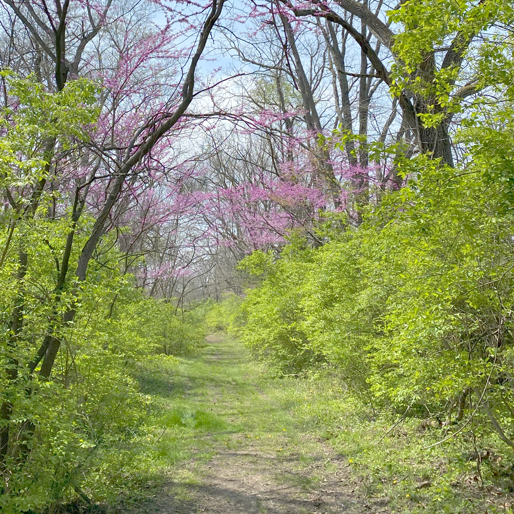 Springtime path in the woods