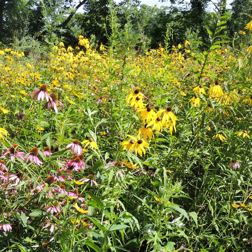 Wild flowers in a field